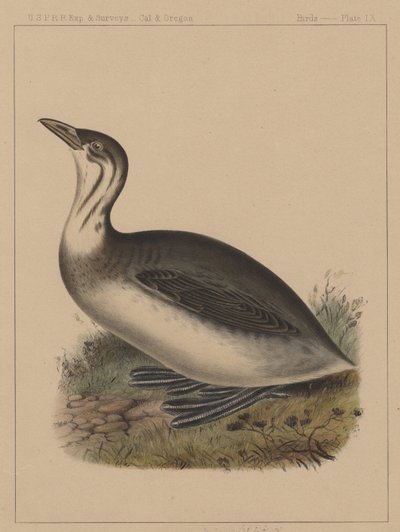 Vögel, Tafel IX, 1855 von American School